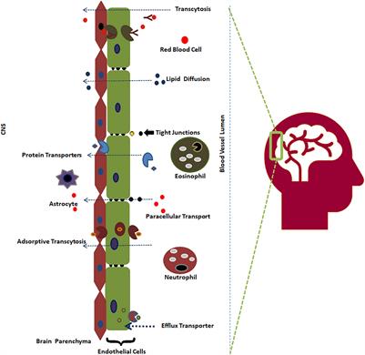 DeePred-BBB: A Blood Brain Barrier Permeability Prediction Model With Improved Accuracy